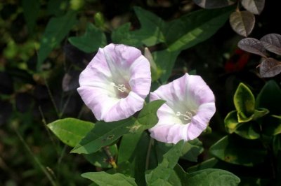 ​植物图鉴：打碗花