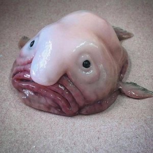 ​俄罗斯渔民发布可怕的深海生物