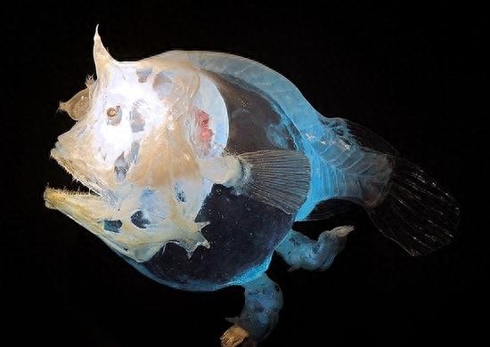 黑暗世界神秘使者 深海怪鱼集锦