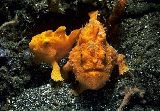 黑暗世界神秘使者 深海怪鱼集锦