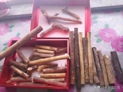​木材可做佛珠，种子可做金蟾菩提子，怪不得一根金刚木能卖90元