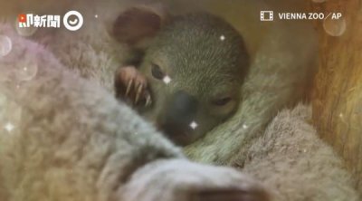 ​超萌无尾熊宝宝诞生！母子甜睡画面曝　网球好手帅气认养