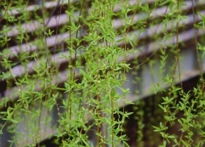 ​柳树芽你吃过吗？简单一拌，鲜香清爽，下火去燥，比香椿芽还好吃
