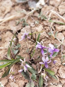​紫花地丁、早开堇菜同科同属植物，您能辨识吗？