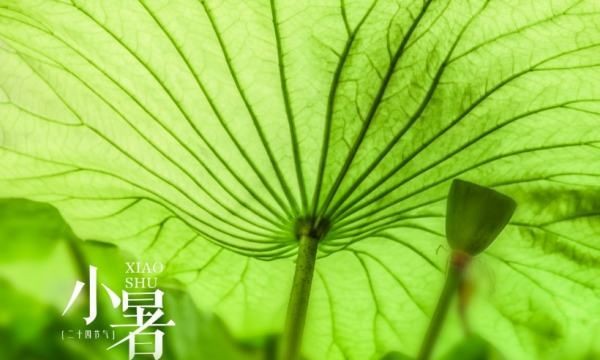 小暑吃什么食物养生,小暑吃什么传统食物?小暑吃什么水果好?图2