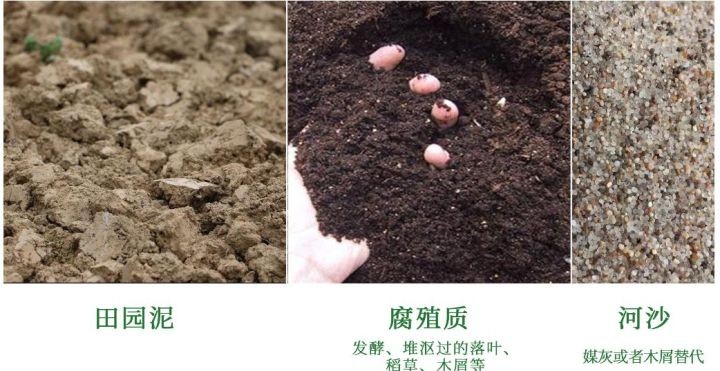 芦荟的花语有哪些（芦荟的种植方法和芦荟的花语）