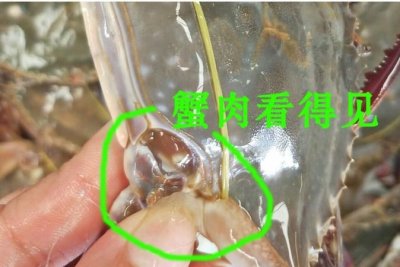 ​梭子蟹怎么选有蟹黄的，梭子蟹有蟹黄吗？