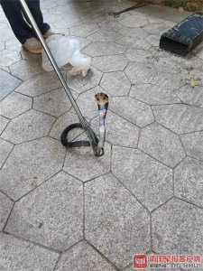 ​首次放置捕蛇笼，次日就捕获3条蛇！专家：蛇多或是附近施工惊扰所致