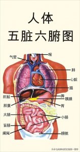 ​第八篇：人体的内八卦分别对应人体的五脏六腑 从卦德和卦象去解析
