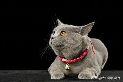 ​上海虐猫事件曝光：当恶魔穿上“人皮”，谁来保护它们？