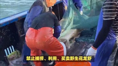 ​中国禁止捕捞、利用、买卖野生花龙虾