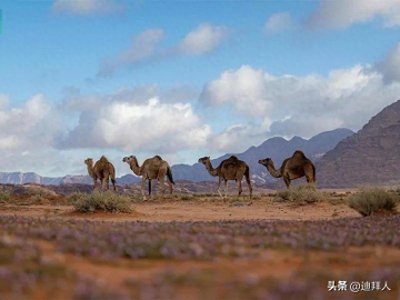 ​【图集】塔布克地区的这个村庄也太美了吧！