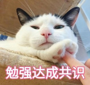 小猫害怕求饶的表现（猫咪感到“害怕”的有这10种表现）