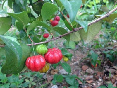 ​植物界的瑰宝：红果仔的奇特外观与独特功效