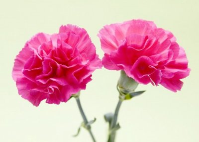 ​今天是三月八日——妇女节的来历