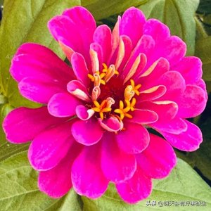 ​分享图片～花色斑斓，热情绽放，美艳动人的百日菊～埃安UT