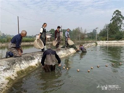 ​10000斤白乌鱼出水是啥样？内江这里看到了——