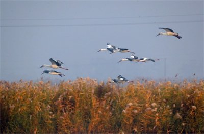 ​东方白鹳