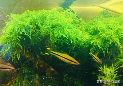 ​一眉道人鱼则怎么养殖（如果一眉道人观赏鱼跳缸怎么办）