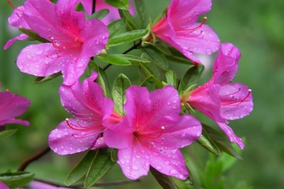 ​杜鹃花十大品种排名（十大最名贵好看的杜鹃花品种）