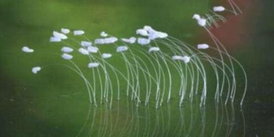 ​世界上最神奇的花，优昙婆罗花3000年一见