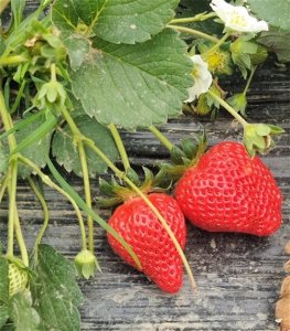 ​“红颜”草莓已上市，武汉东西湖新沟镇邀您来采摘