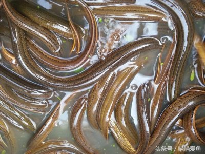 ​黄鳝会钻洞 养殖可以这样做