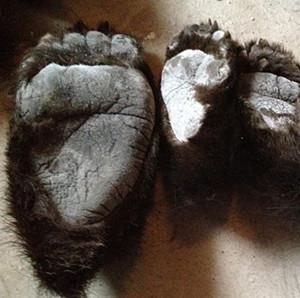 熊掌的功效与作用（关于熊掌的功效与作用）