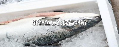 ​新鲜鱼怎么保存冰箱