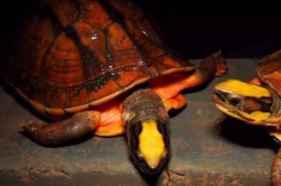 ​红海龟可以吃吗