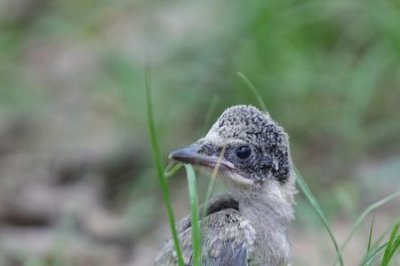 ​灰喜鹊幼鸟多久褪毛