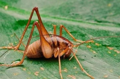 ​灶马是害虫仍旧益虫?喜好啃食新苗和菜叶_属于农业害虫