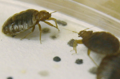 ​跳蚤臭虫的天敌是什么?山公彼此理毛_将跳蚤当零食