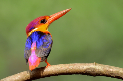 ​三趾翠鸟:一种体型极小的多彩翠鸟_体长仅14厘米