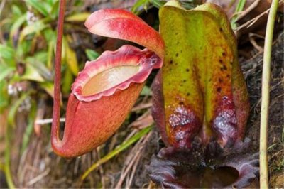 ​拉贾猪笼草：濒危植物的一种_食虫性