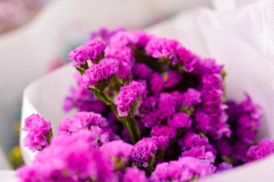 ​勿忘我怎么浇水