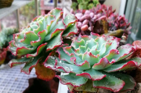 高沙之翁夏天怎么养护(图2)