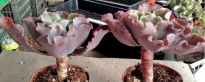 ​高沙之翁夏天怎么养护