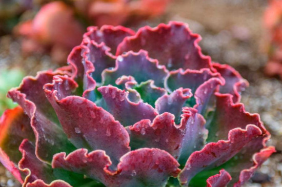 高沙之翁夏天怎么养护(图4)