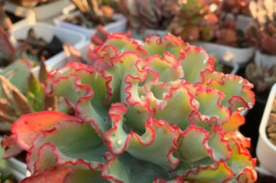 高沙之翁夏天怎么养护(图3)