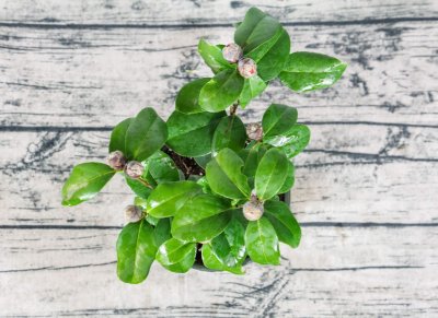 ​茶花如何养护叶子才能变大