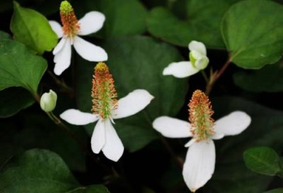 ​鱼腥草是什么植物类型（鱼腥草是什么植物类群）