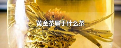 ​什么是黄金茶? 黄金茶属于哪类茶类