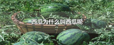 ​西瓜为什么叫西瓜呢小鱼的画法 西瓜为什么叫西瓜呢图片