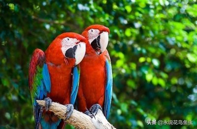 ​鹦鹉有哪些品种图片（鹦鹉种类入门知识介绍）